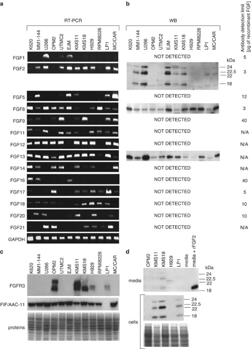 The fibroblast growth factors in multiple myeloma