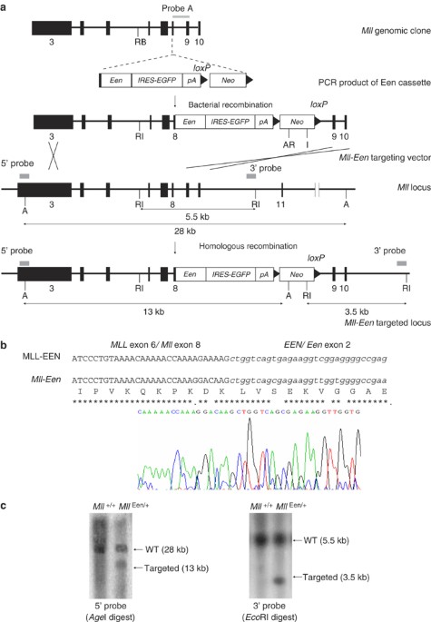The Mll-Een knockin fusion gene enhances proliferation of myeloid  progenitors derived from mouse embryonic stem cells and causes myeloid  leukaemia in chimeric mice | Leukemia