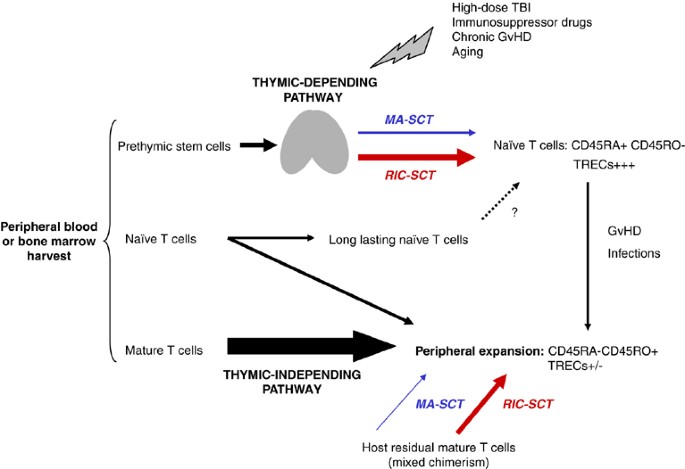 PDF) Age-related immune cell dynamics influence outcomes after allogeneic  haematopoietic cell transplantation