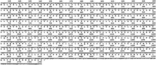 Exon/intron boundaries, novel polymorphisms, and association analysis with schizophrenia of the human synaptic vesicle monoamine transporter (svmt) gene
