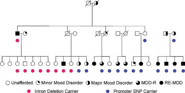 Sequence variations in creb1 cosegregate with depressive disorders in women