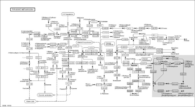 Association Study Of An Snp Combination Pattern In The Dopaminergic Pathway In Paranoid Schizophrenia A Novel Strategy For Complex Disorders Molecular Psychiatry