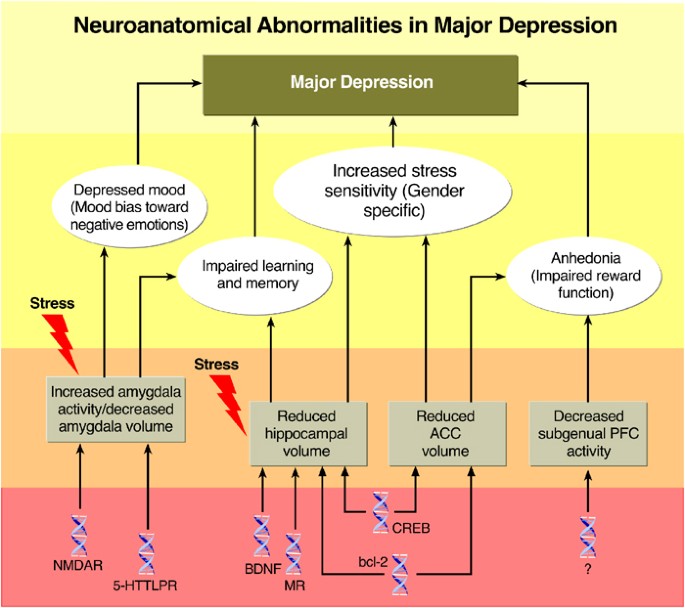 Discovering Endophenotypes for Major Depression | Neuropsychopharmacology