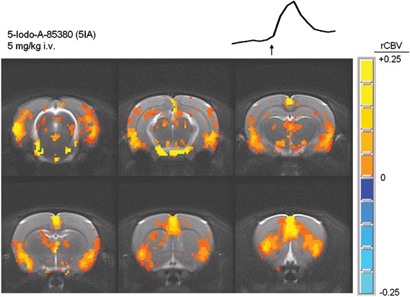 Region-Specific Effects of Nicotine on Brain Activity: A Pharmacological  MRI Study in the Drug-Naïve Rat