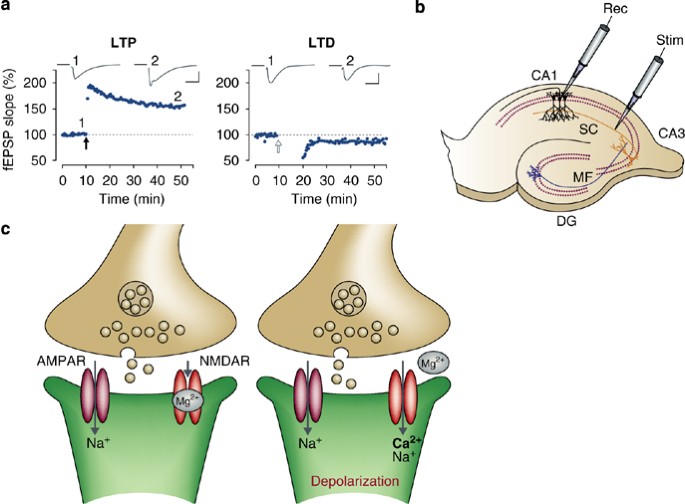 Synaptic boutons - definition