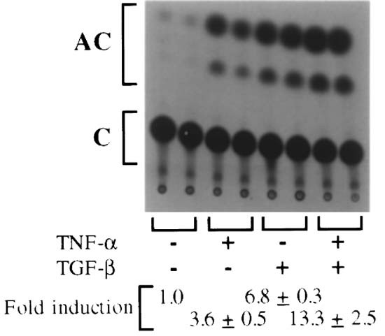 Cooperation between smad and nf-κb in growth factor regulated type vii collagen gene expression