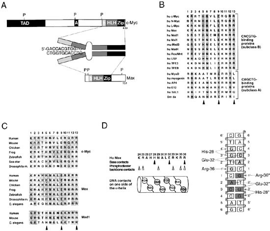 The Basic Region Helix Loop Helix Leucine Zipper Domain Of Myc Proto Oncoproteins Function And Regulation Oncogene The Basic Region Helix Loop Helix Leucine Zipper Domain Of Myc Proto Oncoproteins Function And Regulation Oncogene