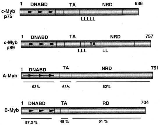 The Myb Gene Family In Cell Growth Differentiation And Apoptosis Oncogene