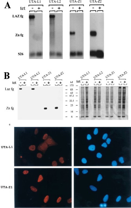 Overexpressed l6 Laz3 Oncoprotein Triggers Apoptosis Delays S Phase Progression And Associates With Replication Foci Oncogene