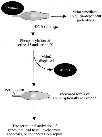 p53 in response to dna damage
