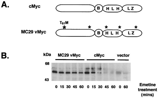 Protein Stabilization A Common Consequence Of Mutations In Independently Derived V Myc Alleles Oncogene