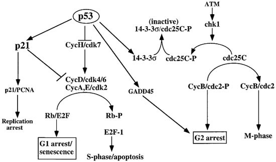 The Cellular Response To P53 The Decision Between Life And Death Oncogene The Cellular Response To P53 The Decision Between Life And Death Oncogene