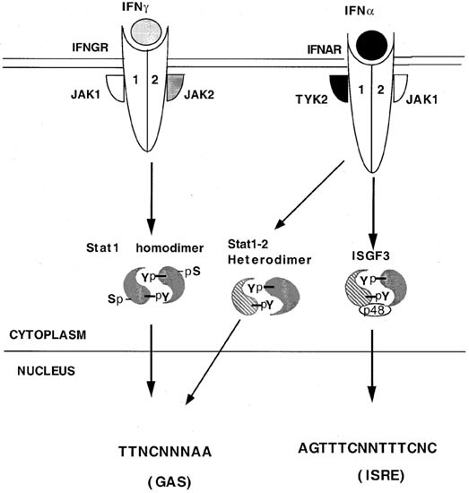 Complex Roles Of Stat1 In Regulating Gene Expression Oncogene