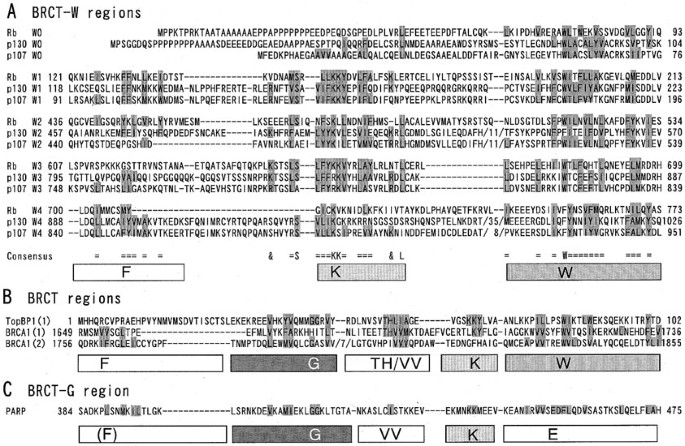 Retinoblastoma Susceptibility Protein Rb Possesses Multiple Brct Ws Brca1 Carboxyl Terminus Related W Regions With Dna Break Binding Activity Oncogene Retinoblastoma Susceptibility Protein Rb Possesses Multiple Brct Ws Brca1 Carboxyl Terminus Related W Regions With Dna Break Binding Activity Oncogene