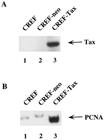 Htlv-1 tax protein sensitizes cells to apoptotic cell death induced by dna damaging agents