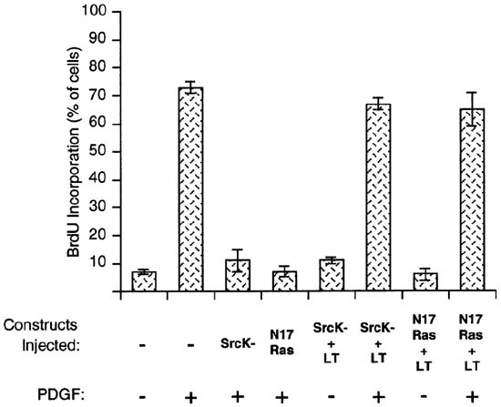 No requirement for src family kinases for pdgf signaling in fibroblasts expressing sv40 large t antigen