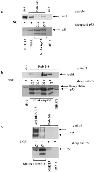 C-abl is involved in the association of p53 and trk a