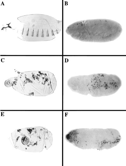 The conserved pi3′k/pten/akt signaling pathway regulates both cell size and survival in drosophila