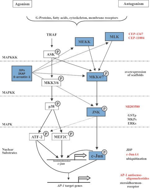 Ap 1 Proteins In The Adult Brain Facts And Fiction About Effectors Of Neuroprotection And Neurodegeneration Oncogene