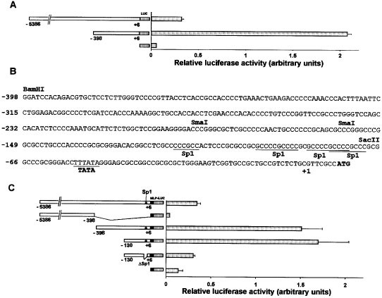 Flrg, an activin-binding protein, is a new target of tgfβ transcription activation through smad proteins