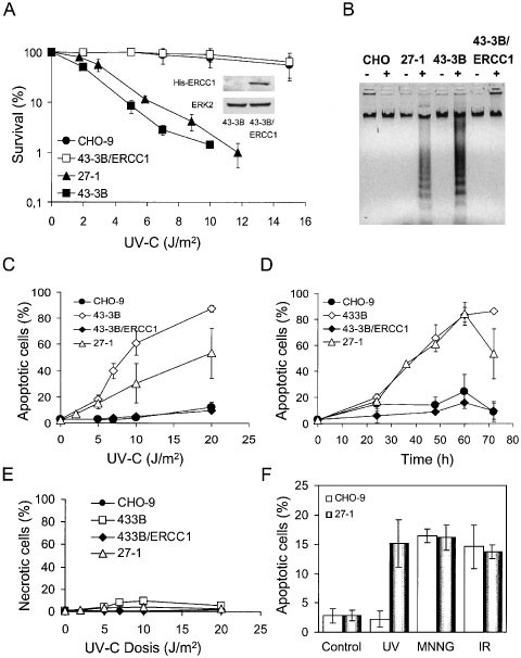 Ultraviolet Light Induced Dna Damage Triggers Apoptosis In Nucleotide Excision Repair Deficient Cells Via l 2 Decline And Caspase 3 8 Activation Oncogene