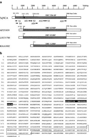 A novel nuclear protein, 5qNCA (LOC51780) is a candidate for the myeloid leukemia tumor suppressor gene on chromosome 5 band q31
