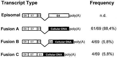 Characterization Of Viral Cellular Fusion Transcripts In A Large Series Of Hpv16 And 18 Positive Anogenital Lesions Oncogene