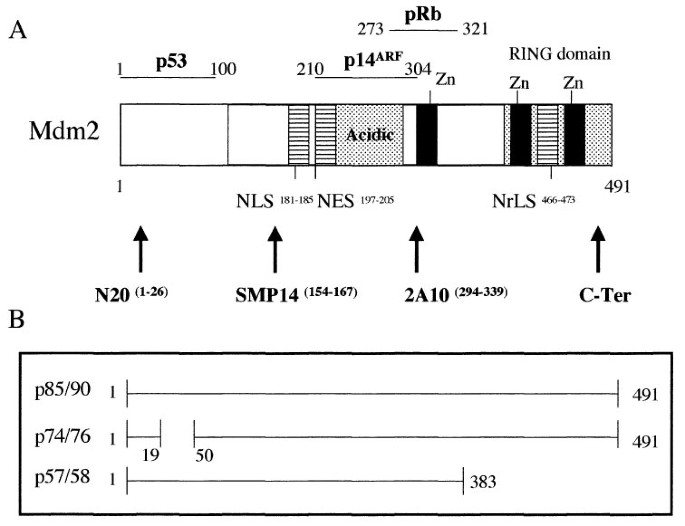 Mdm2 Overexpression And P14 Arf Inactivation Are Two Mutually Exclusive Events In Primary Human Lung Tumors Oncogene