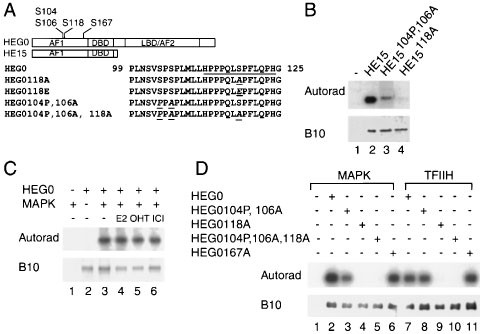 Phosphorylation of human estrogen receptor α at serine 118 by two distinct signal transduction pathways revealed by phosphorylation-specific antisera