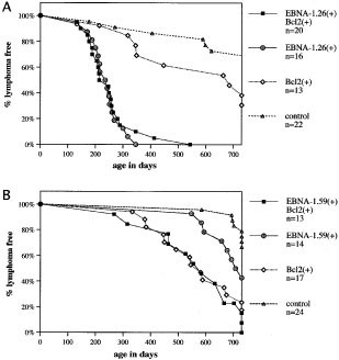 Bcl-xl and rag genes are induced and the response to il-2 enhanced in eμebna-1 transgenic mouse lymphocytes