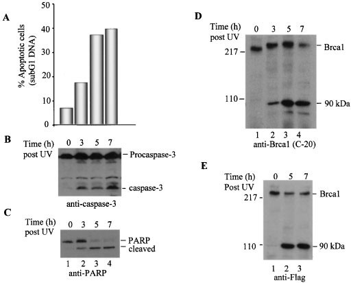 Caspase-3 mediated cleavage of brca1 during uv-induced apoptosis
