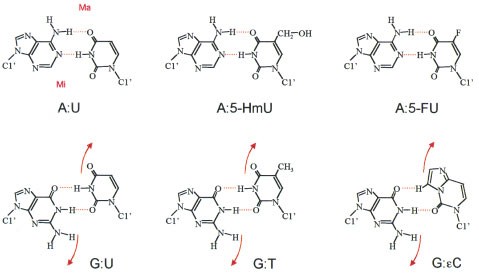 Uracil In Dna Occurrence Consequences And Repair Oncogene