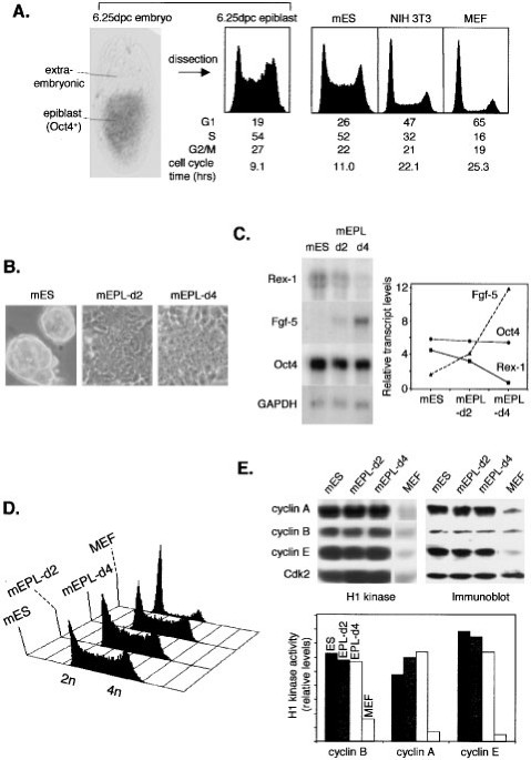 Pluripotent cell division cycles are driven by ectopic Cdk2, cyclin A/E and E2F activities