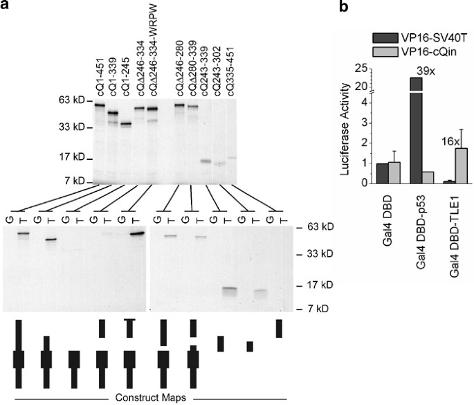 Binding of the corepressor tle1 to qin enhances qin-mediated transformation of chicken embryo fibroblasts