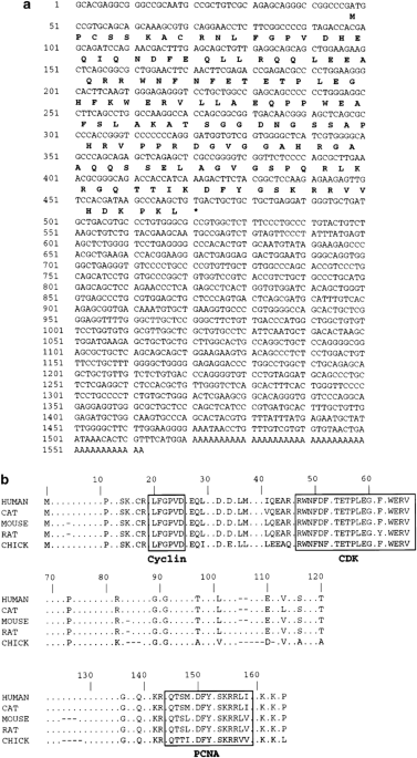 V-jun stimulates both cdk2 kinase activity and g1/s progression via transcriptional repression of p21 cip1