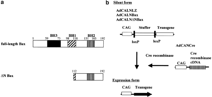 N-terminal deletion augments the cell-death-inducing activity of BAX in adenoviral gene delivery to nonsmall cell lung cancers | Oncogene n-terminal-deletion-augments-the-cell-death-inducing-activity-of-bax-in-adenoviral-gene-delivery-to-nonsmall-cell-lung-cancers-oncogene