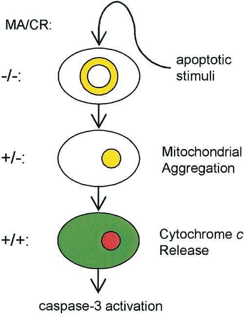 Mitochondrial aggregation precedes cytochrome c release from
