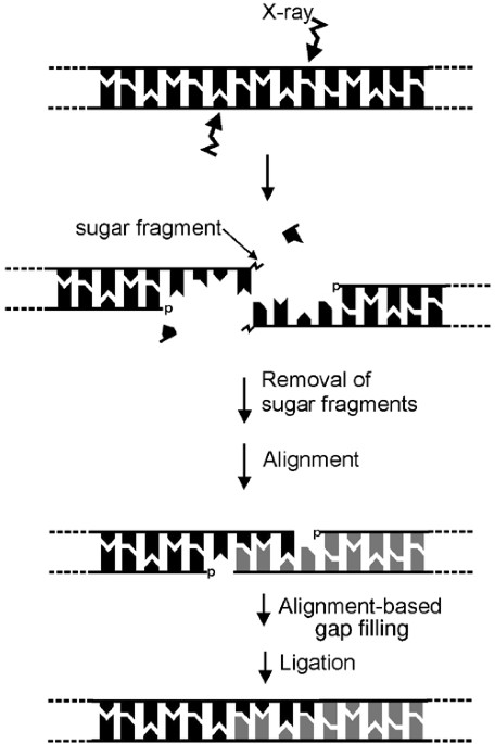 Regulation And Mechanisms Of Mammalian Double Strand Break Repair Oncogene