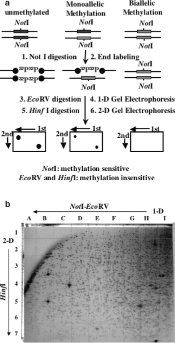 Suppression of the protein tyrosine phosphatase receptor type O gene (PTPRO) by methylation in hepatocellular carcinomas
