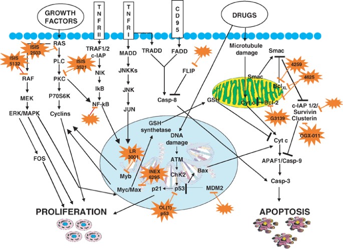 The future of antisense therapy: combination with anticancer treatments
