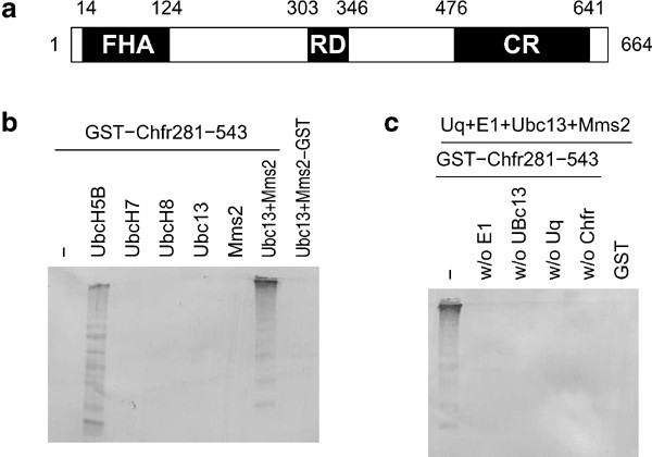 The chfr mitotic checkpoint protein functions with ubc13-mms2 to form lys63-linked polyubiquitin chains