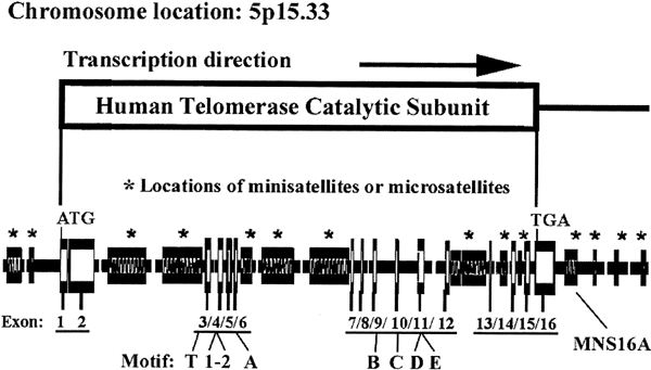 Association of a functional tandem repeats in the downstream of human telomerase gene and lung cancer