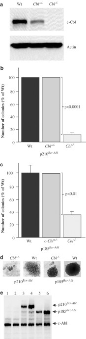 C-cbl is not required for leukemia induction by bcr-abl in mice