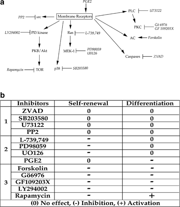 The mek-1/erks signalling pathway is differentially involved in the self-renewal of early and late avian erythroid progenitor cells
