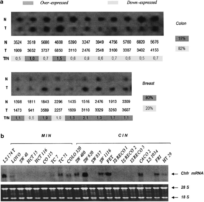 Chfr inactivation is not associated to chromosomal instability in colon cancers