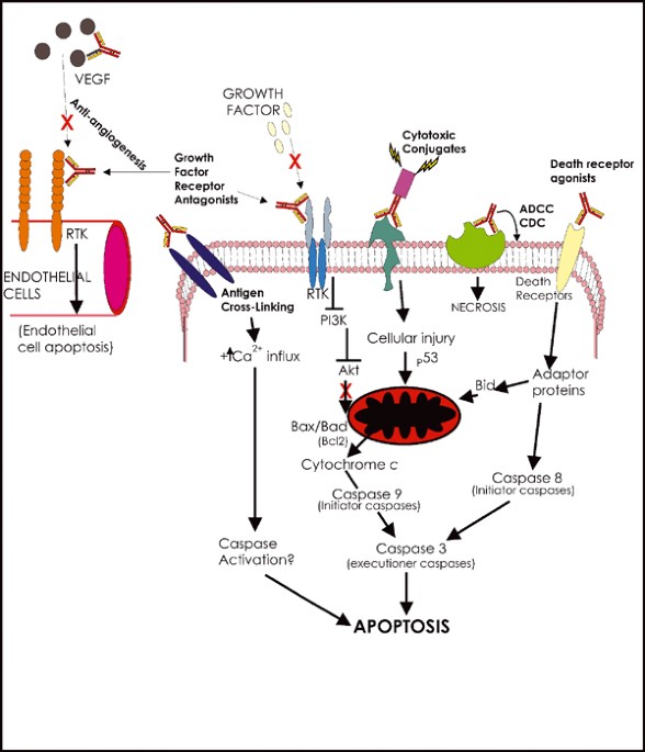 Monoclonal antibody therapeutics and apoptosis