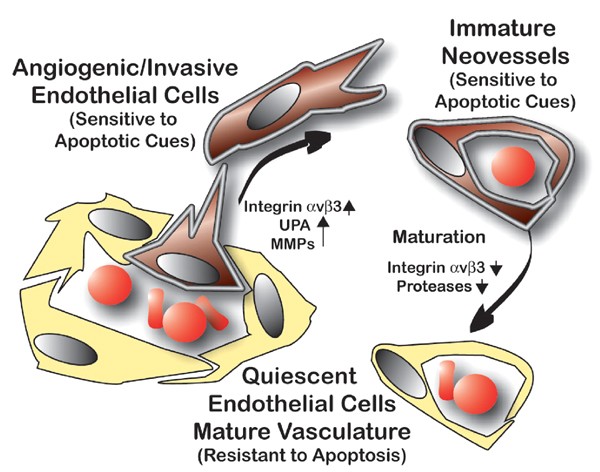 Apoptotic cues from the extracellular matrix: regulators of angiogenesis
