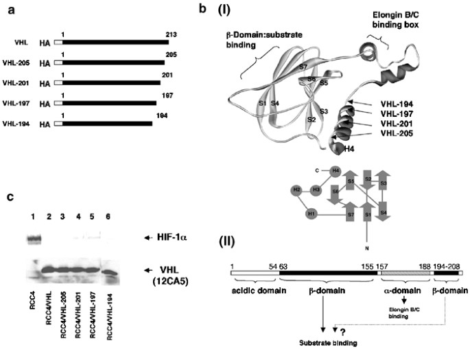 Role of the c-terminal α-helical domain of the von hippel–lindau protein in its e3 ubiquitin ligase activity