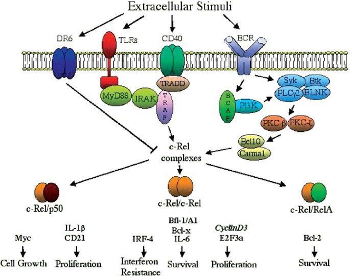 The C Rel Transcription Factor And B Cell Proliferation A Deal With The Devil Oncogene