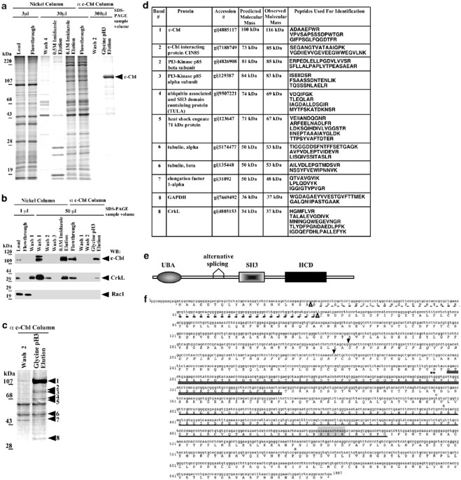 Tula: an sh3- and uba-containing protein that binds to c-cbl and ubiquitin